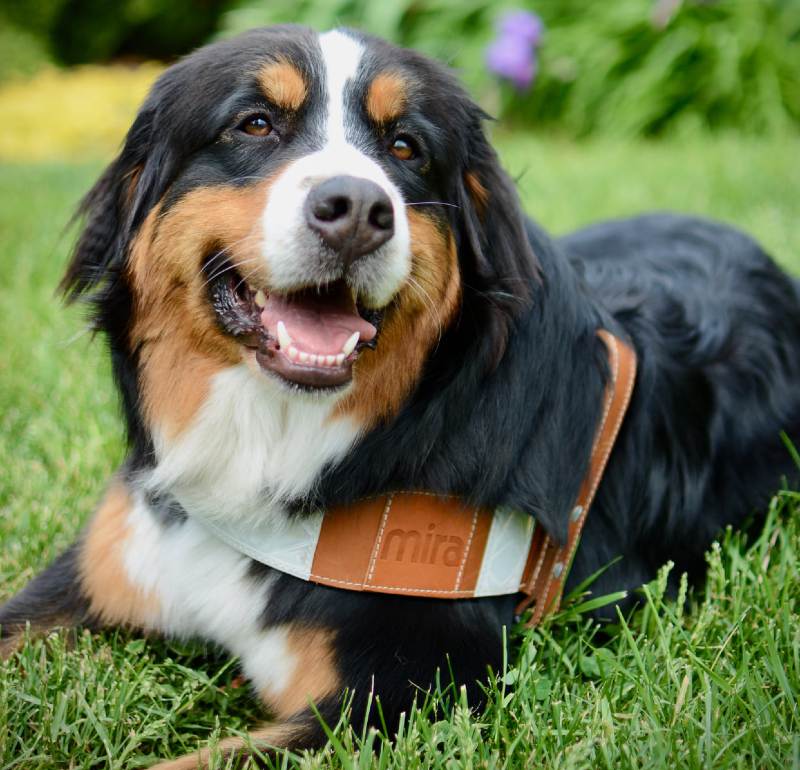 Bobine chien d’assistance pour la Fondation du CIUSSS de l’Estrie-CHUS
