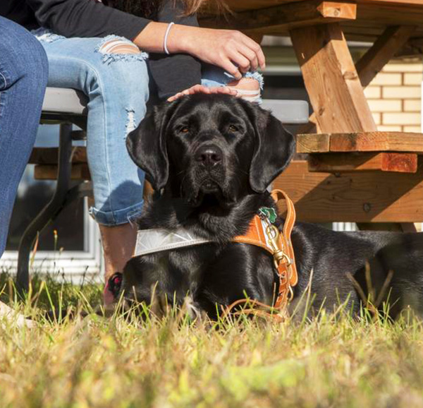 Watson chien d’assistance pour la Fondation du CIUSSS de l’Estrie-CHUS