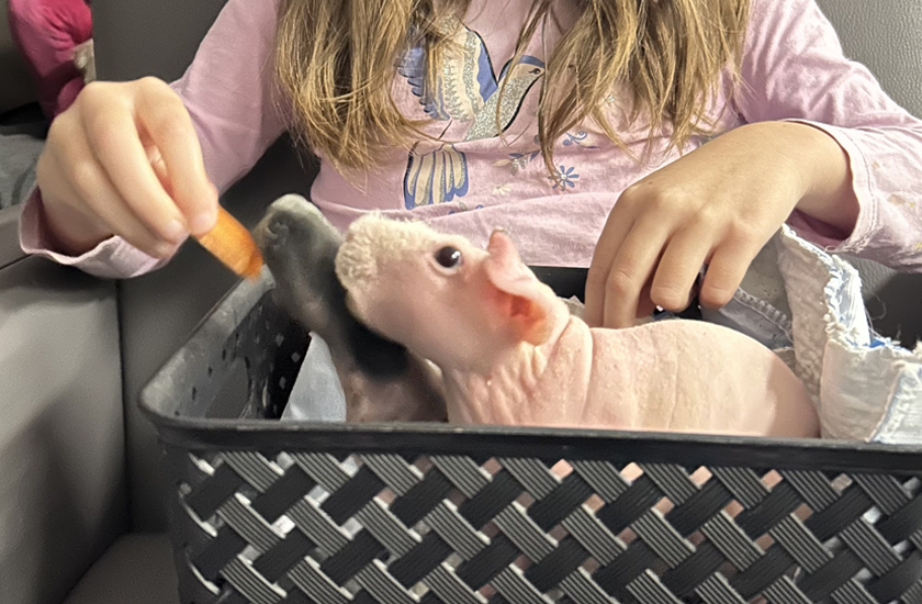 Toutou poilu Toutou poilu